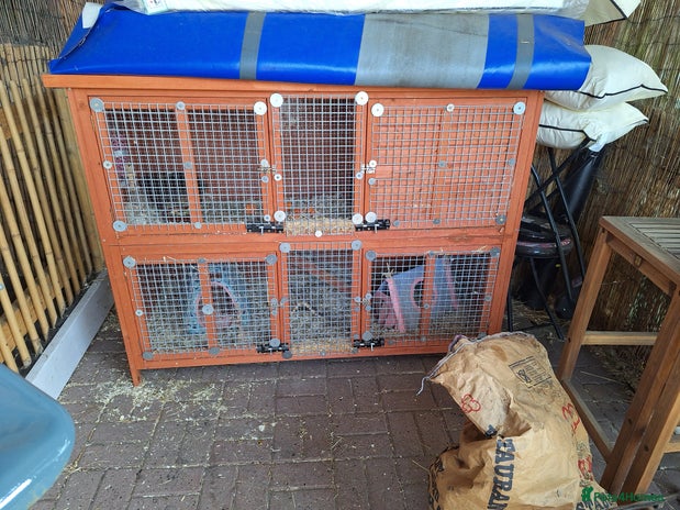 Guinea Pig rodents - Advert 14