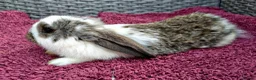 Mini Lop rabbits for sale: Cute French x Mini Lop Ready to Go!!! - Advert 7