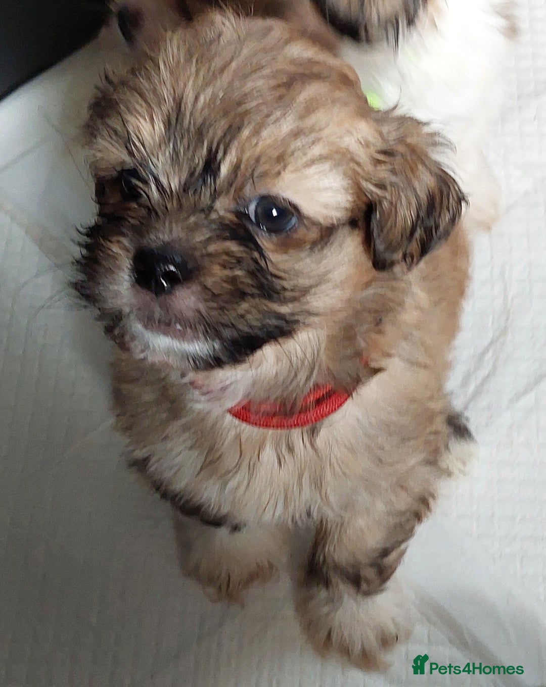 Lhasa Apso dogs for sale: KC REG LHASA APSO PUP(1 left) RED BOY) - Advert 7