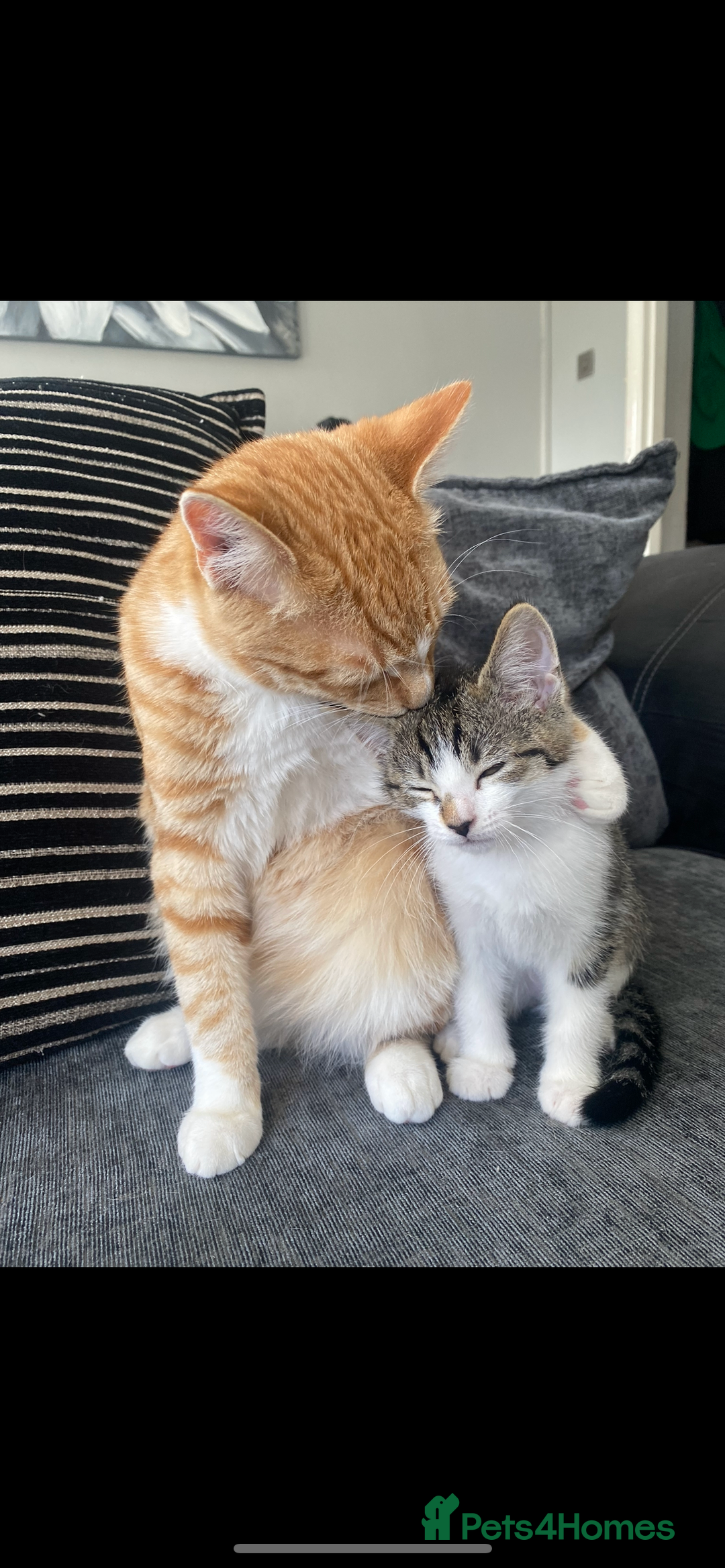 Mixed Breed cats for sale: Milo needs a home  - Image 4