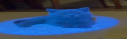British Shorthair cats for sale: British Short Hair Blue and Lilac Adorable Kittens - Advert 9