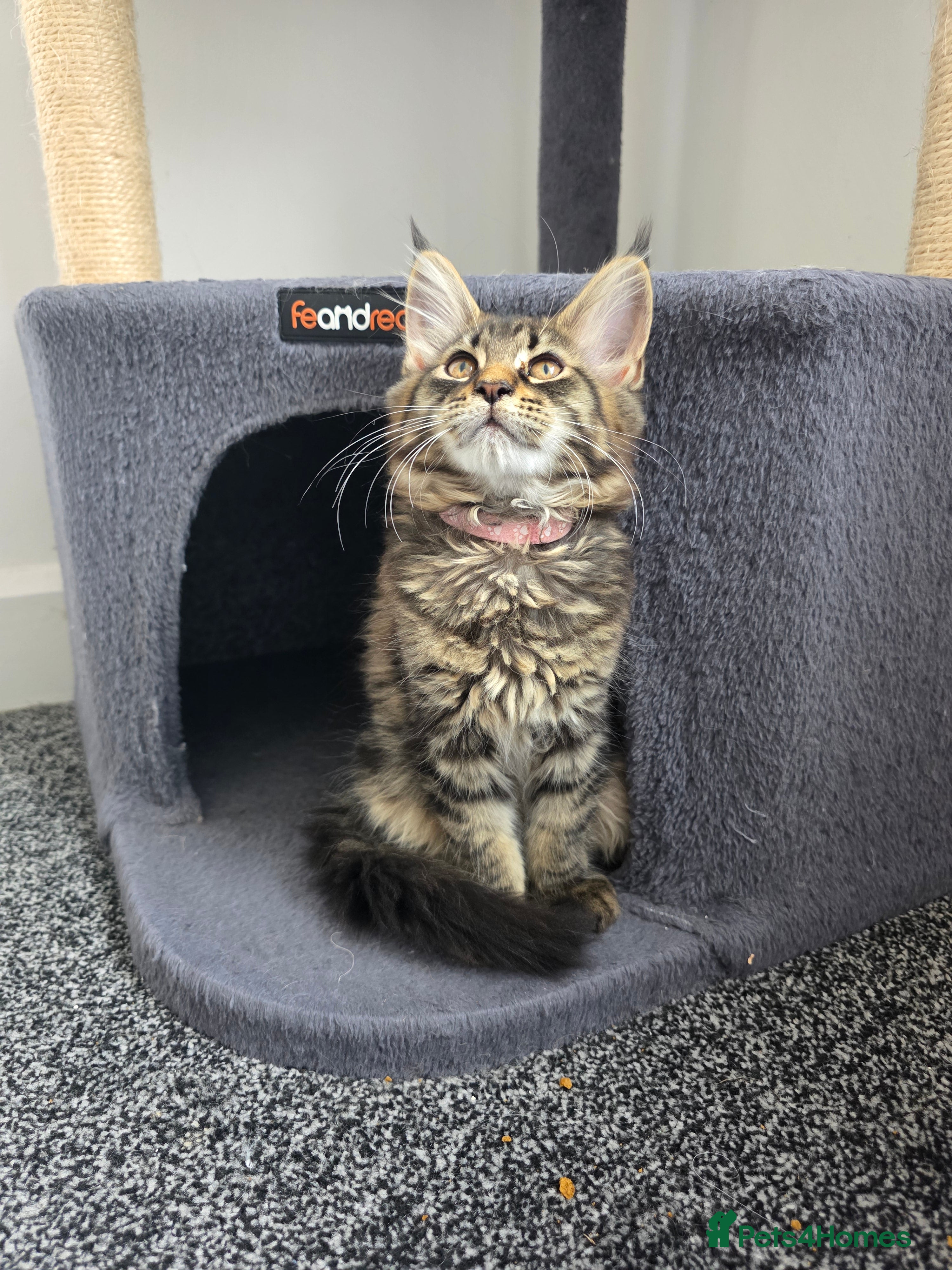 Maine Coon cats Maine coon pedigree kittens  - Advert 2