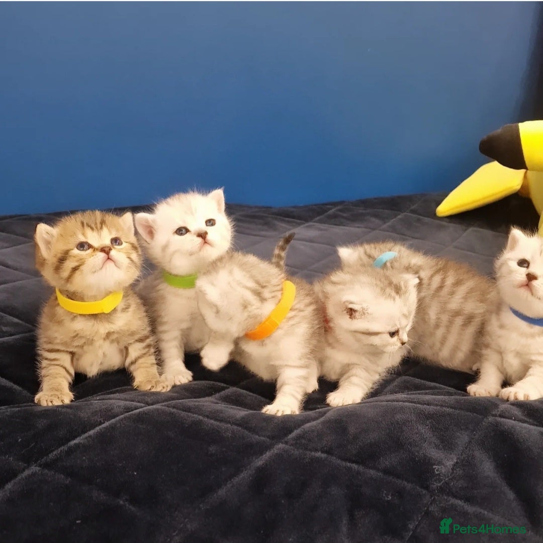 British Shorthair cats 🩵💙💜Amasing British Shorthair Kittens🧡💚💙 - Advert 12