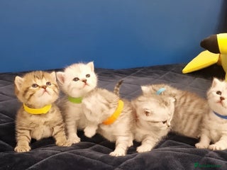 British Shorthair cats 🩵💙💜Amasing British Shorthair Kittens🧡💚💙 - Advert 12