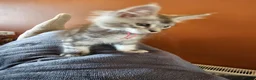 Maine Coon cats for sale: Stunning Mainecoon kittens  - Advert 2
