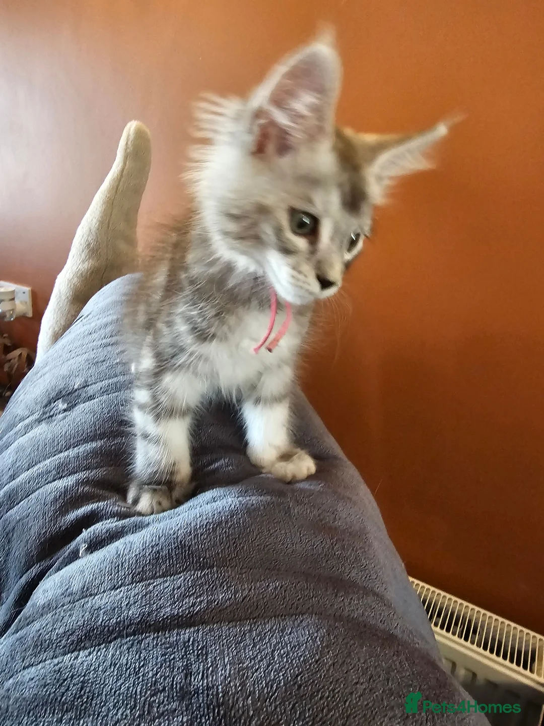 Maine Coon cats for sale: Stunning Mainecoon kittens  - Advert 2