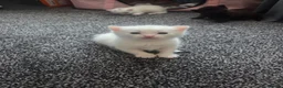 Mixed Breed cats for sale: Female white kittens - Advert 5