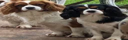 Cavalier King Charles Spaniel dogs for sale: ⭐️⭐️⭐️⭐️⭐️ King Charles cavalier puppy’s  - Advert 8