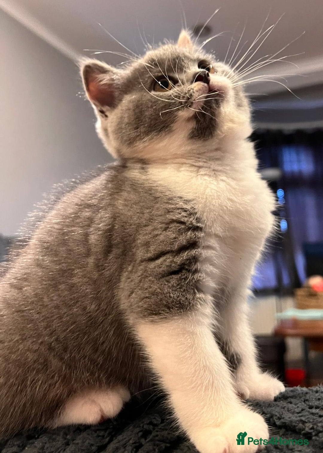 British Shorthair cats for sale: GCCF Registered Championship Line BSH Kittens - Advert 27