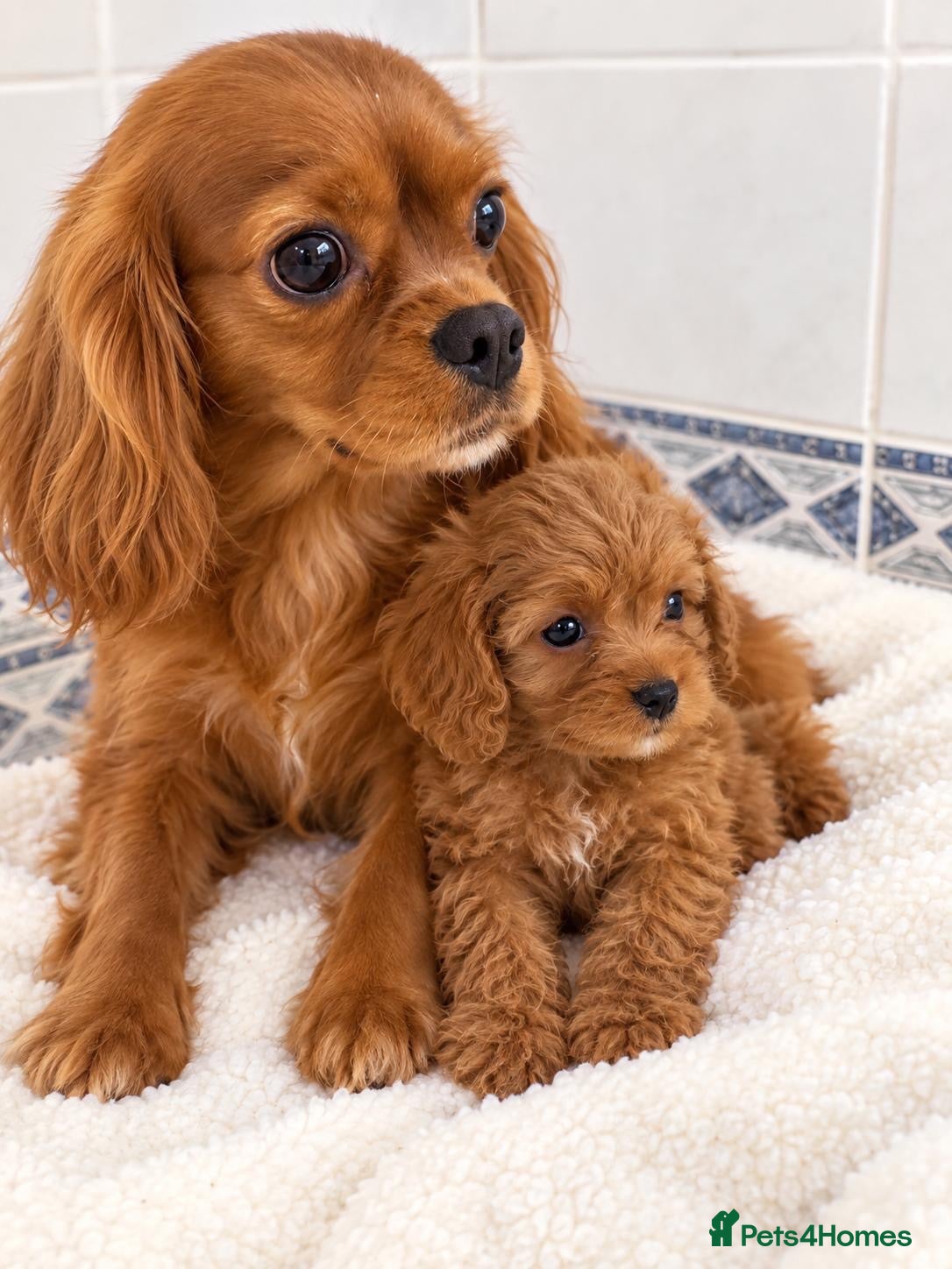 Cavapoo dogs cavapoos - Advert 2