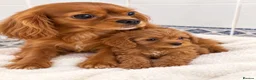 Cavapoo dogs for sale: cavapoos - Advert 2