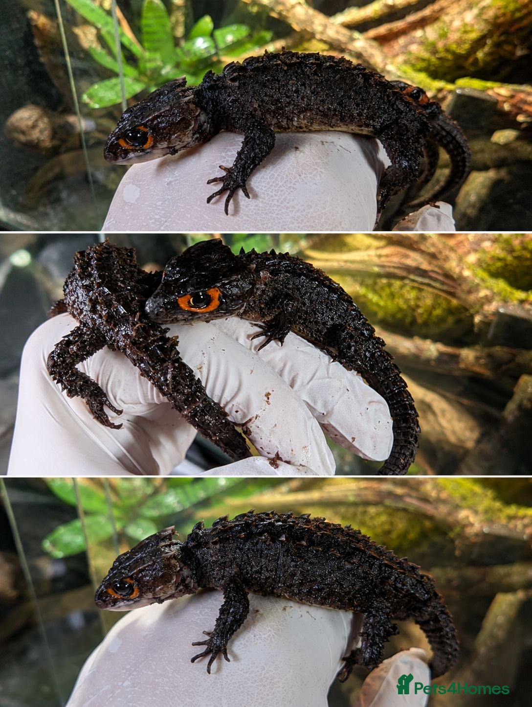 Skink reptiles 🦎 2x Long-Term Captive Red-Eyed Crocodile Skinks - Advert 3