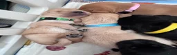 Labrador Retriever dogs for sale: Labrador puppies for sale. 1 golden boy left now. - Advert 28