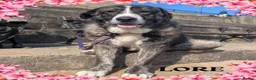 Mixed Breed dogs for sale: 🐾💙 Lovely Lore 💙🐾 in North Shields - Advert 9