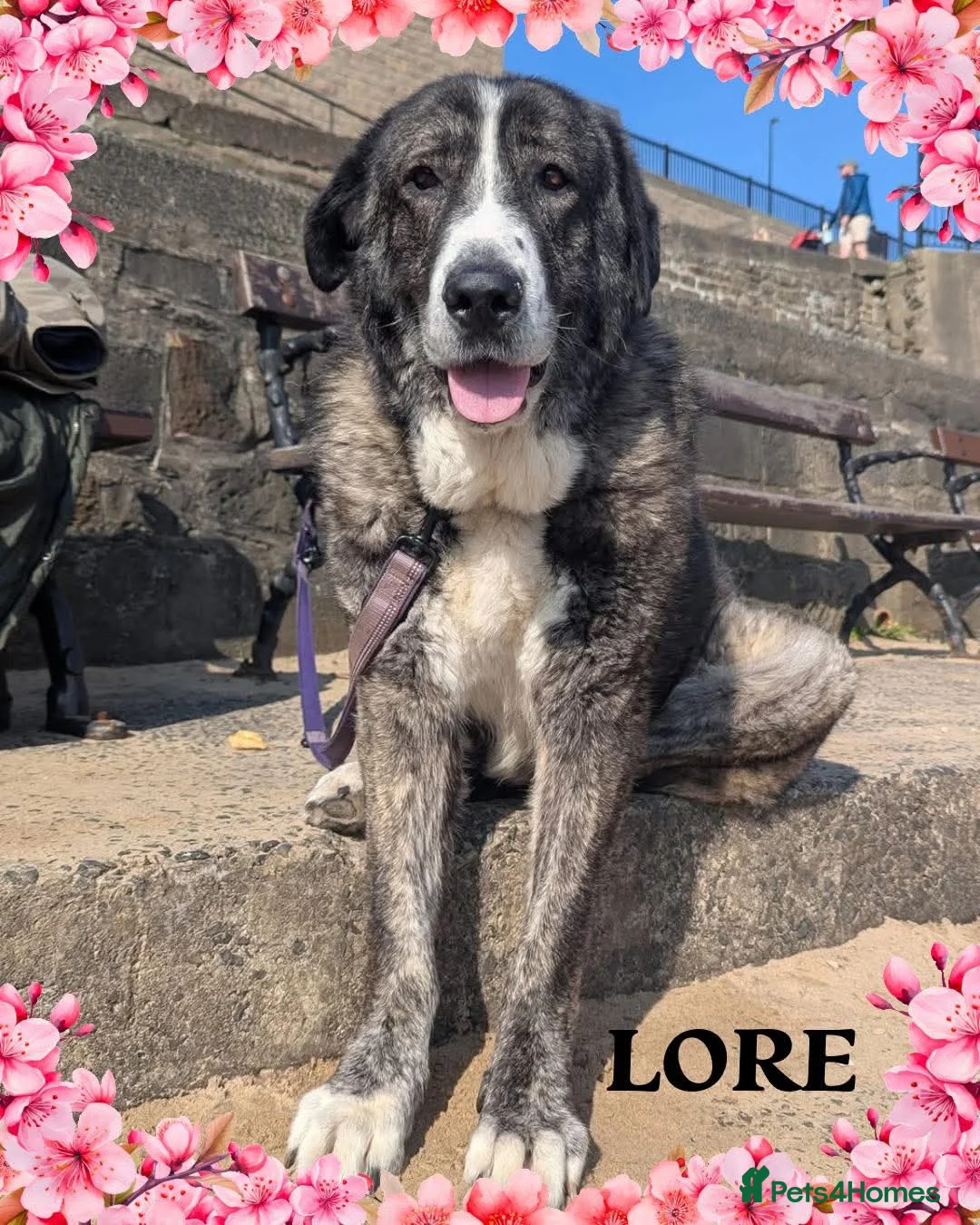 Mixed Breed dogs for sale: 🐾💙 Lovely Lore 💙🐾 in North Shields - Advert 9