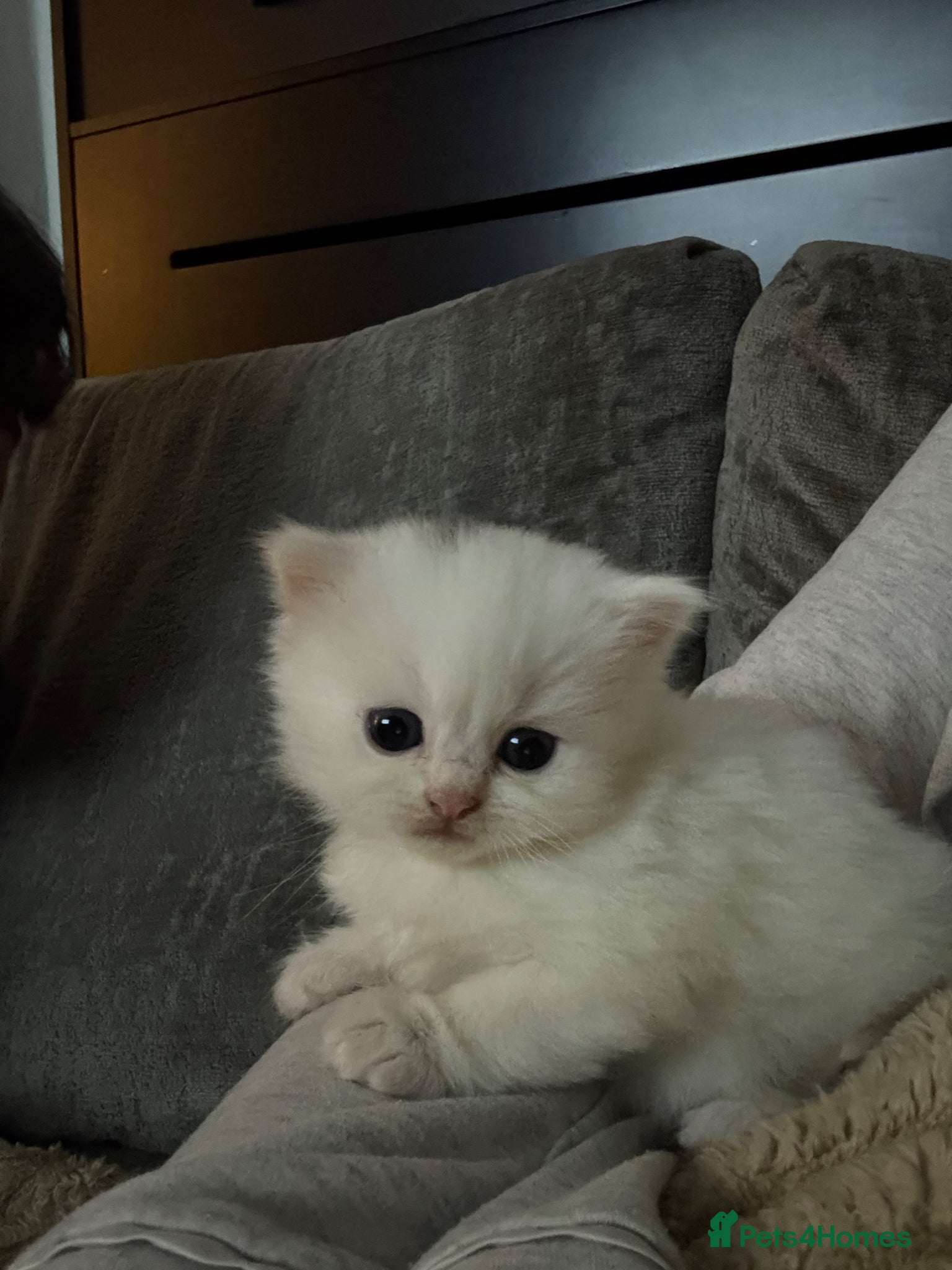 British Shorthair cats Gorgeous British shorthair x Persian kittens  - Advert 1