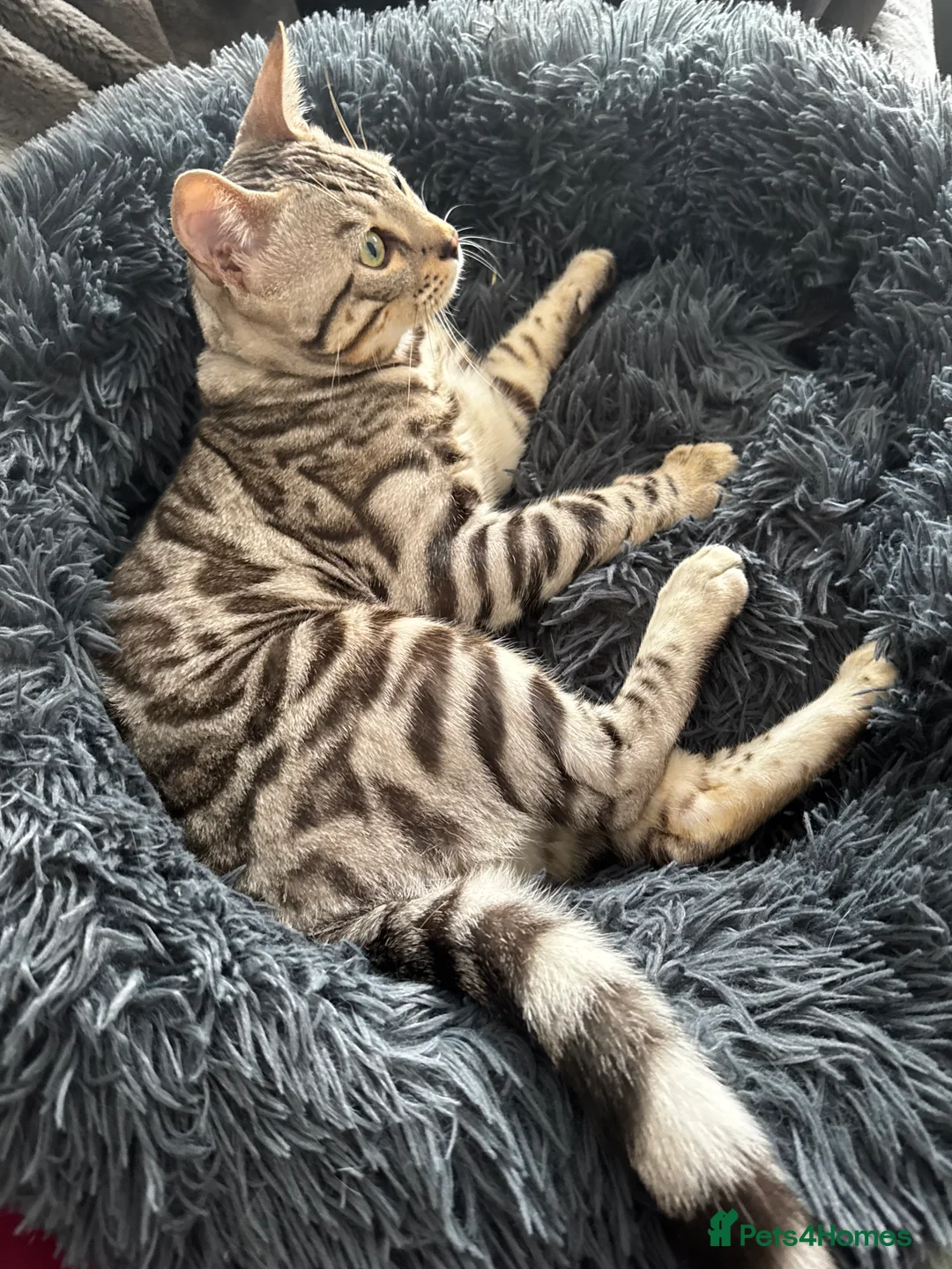 Bengal cats for stud: Juicy Jax for stud  - Advert 6