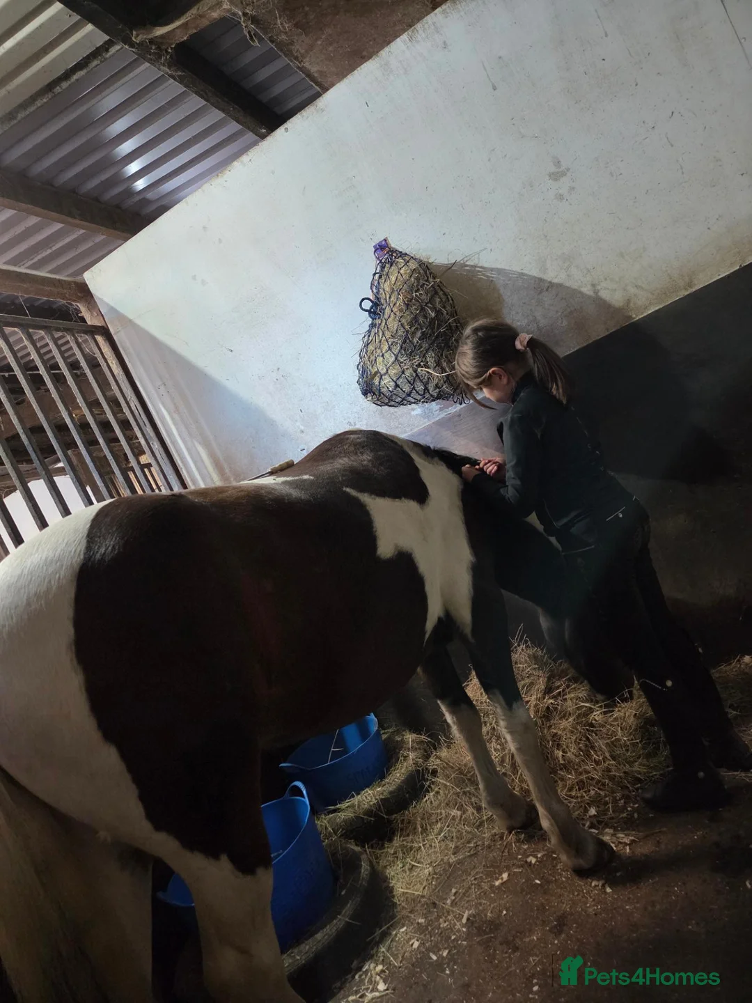 Other Breed horses for sale: Sparky in Redcar - Advert 2