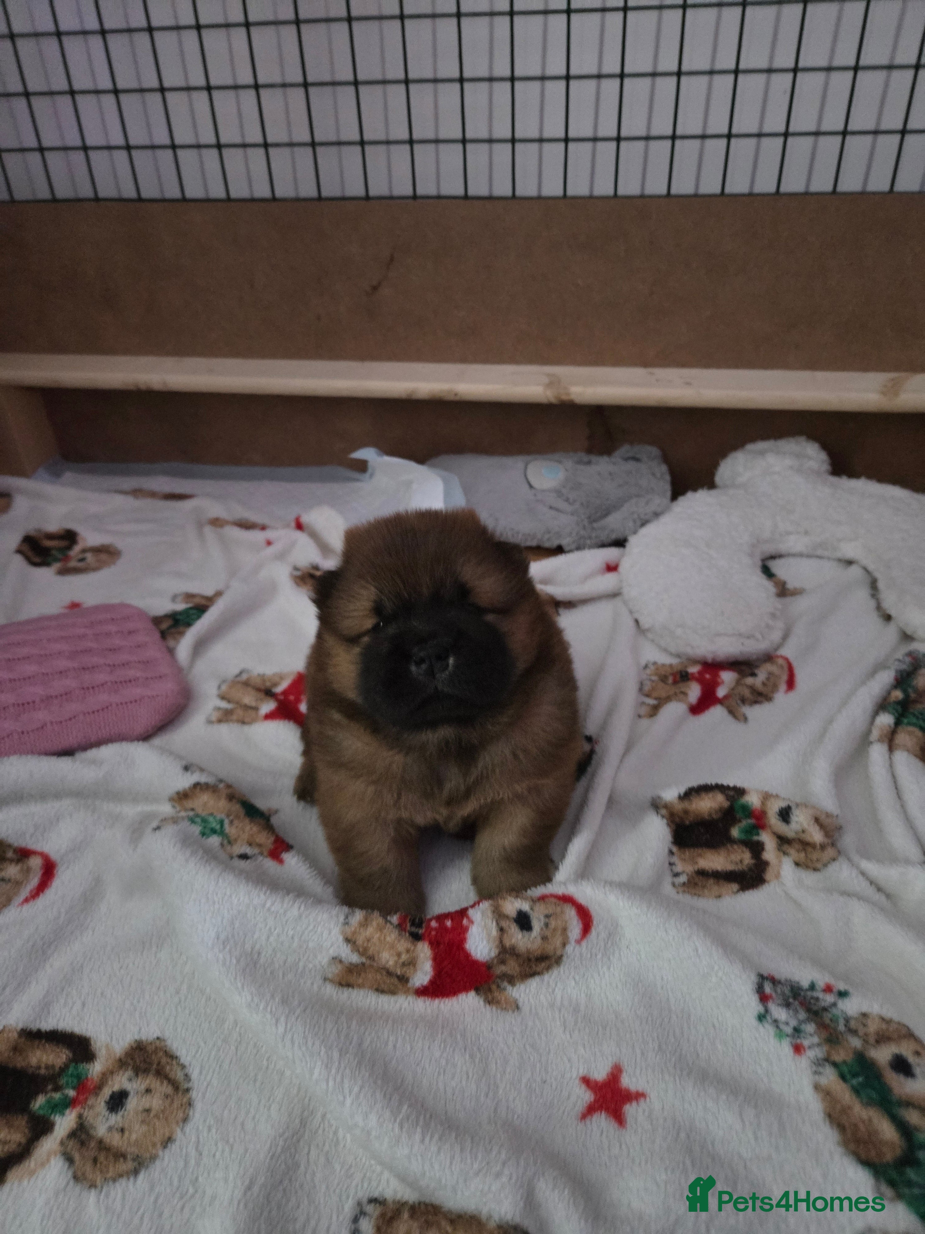 Chow Chow dogs KC REGISTERED CHOW CHOW GIRL - Advert 11