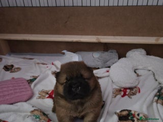 Chow Chow dogs KC REGISTERED CHOW CHOW GIRL - Advert 11