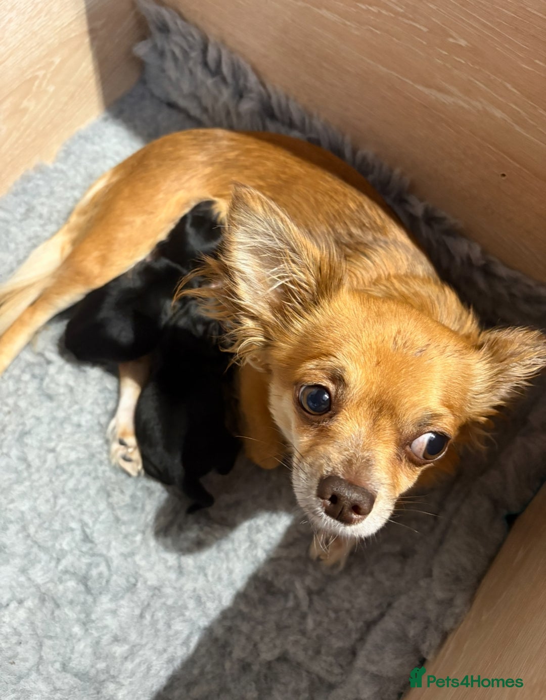Chihuahua dogs for sale: Tiny Stunning Fluffy Chihuahua Puppy - Image 22