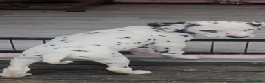 Dalmatian 1 blue collar 