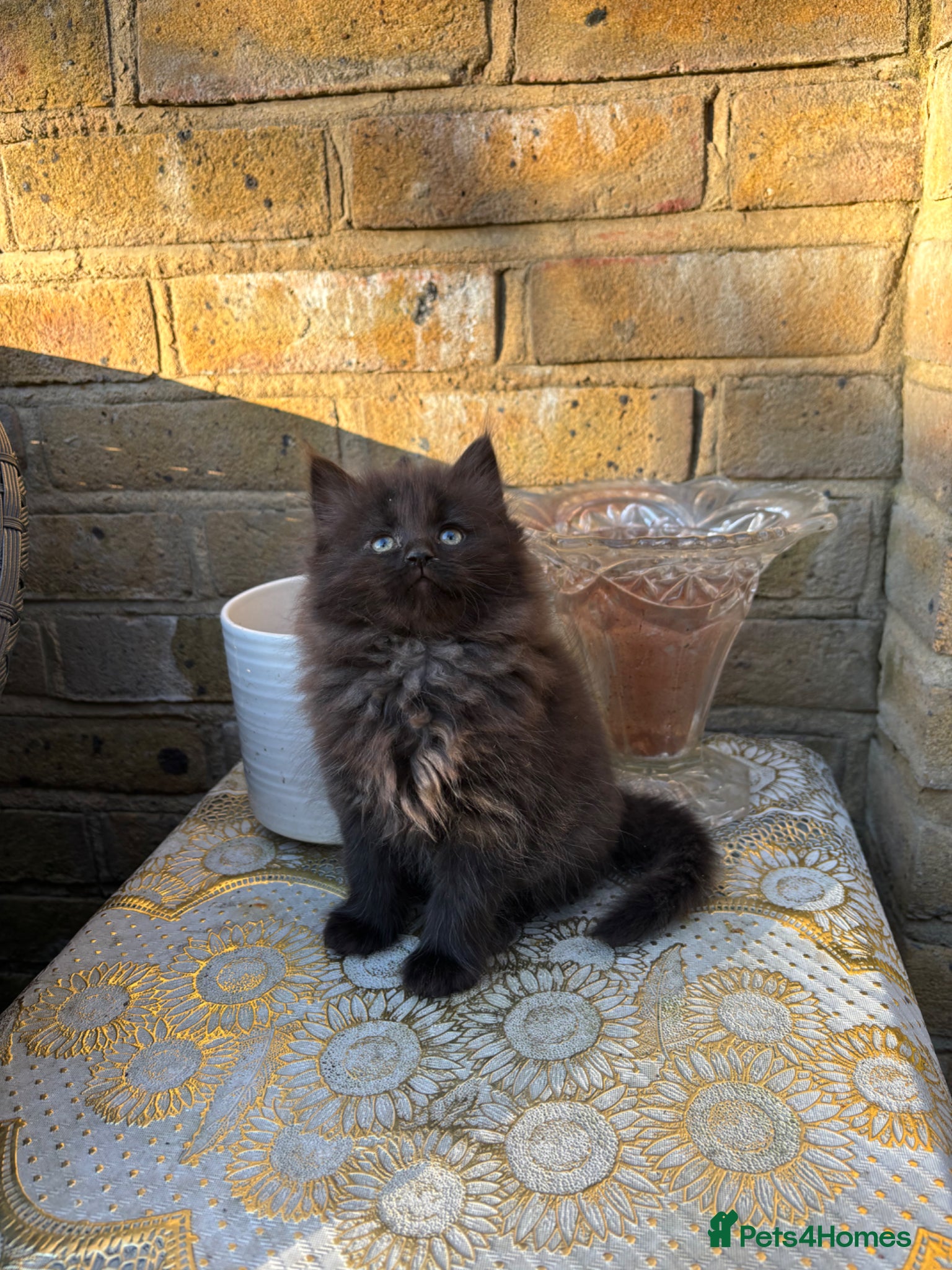 Norwegian Forest Cat cats Adorable Norwegian forest kittens ready to leave  - Advert 1