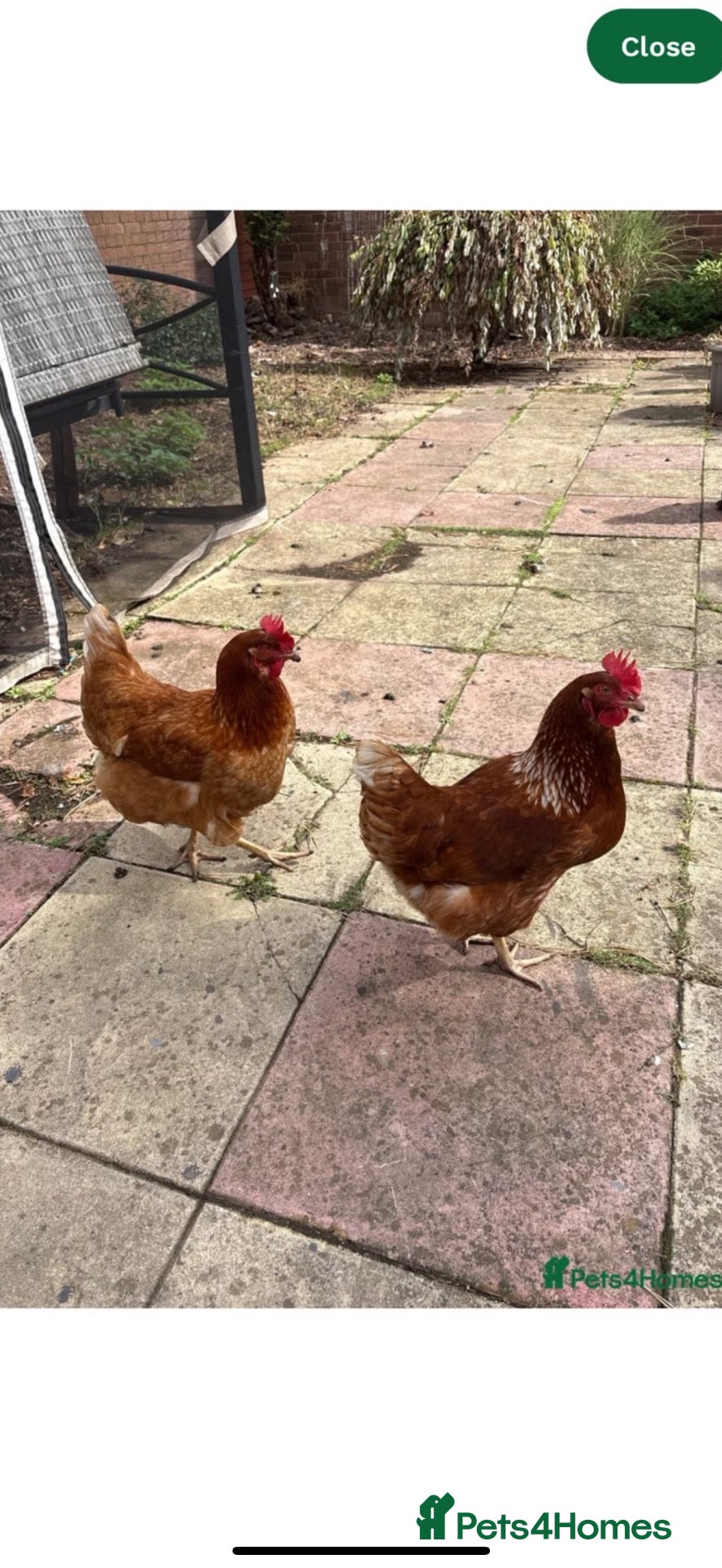 Chickens poultry Laying hens for sale  - Advert 3