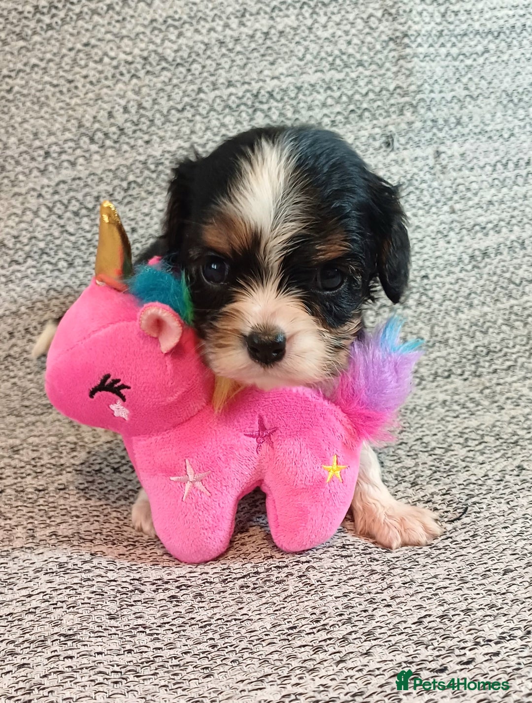 Cavalier King Charles Spaniel dogs for sale: Beautiful quality kc registered cavalier puppies  - Image 15