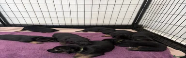 German Shepherd 2