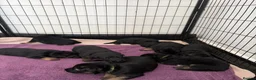 German Shepherd dogs for sale: Gorgeous German shepherd puppies  - Advert 17