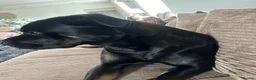 Mixed Breed dogs for sale: Italian Mastiff / Cane Corso Boerboel male  - Advert 7