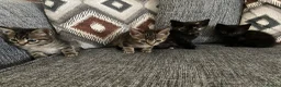 Mixed Breed cats for sale: 9 week old kittens  - Advert 12