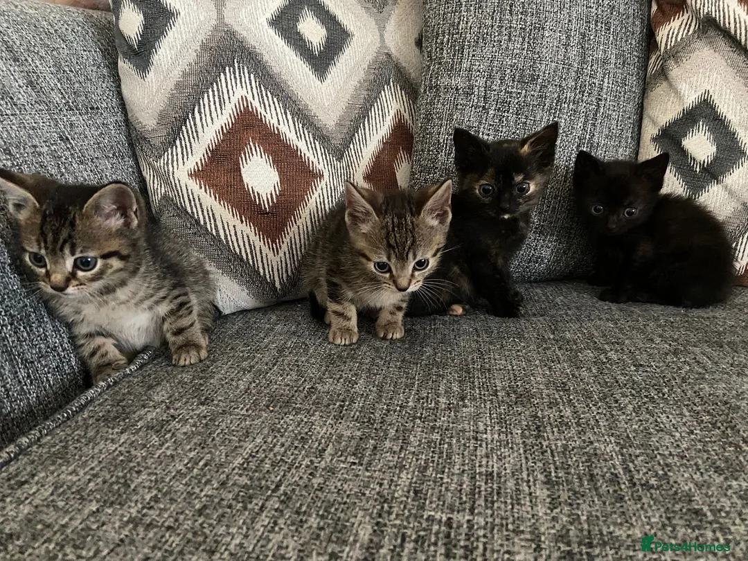 Mixed Breed cats for sale: 9 week old kittens  - Advert 12