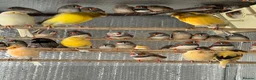 Finches birds for sale: Selling Zebra Finch £10 each - Advert 5