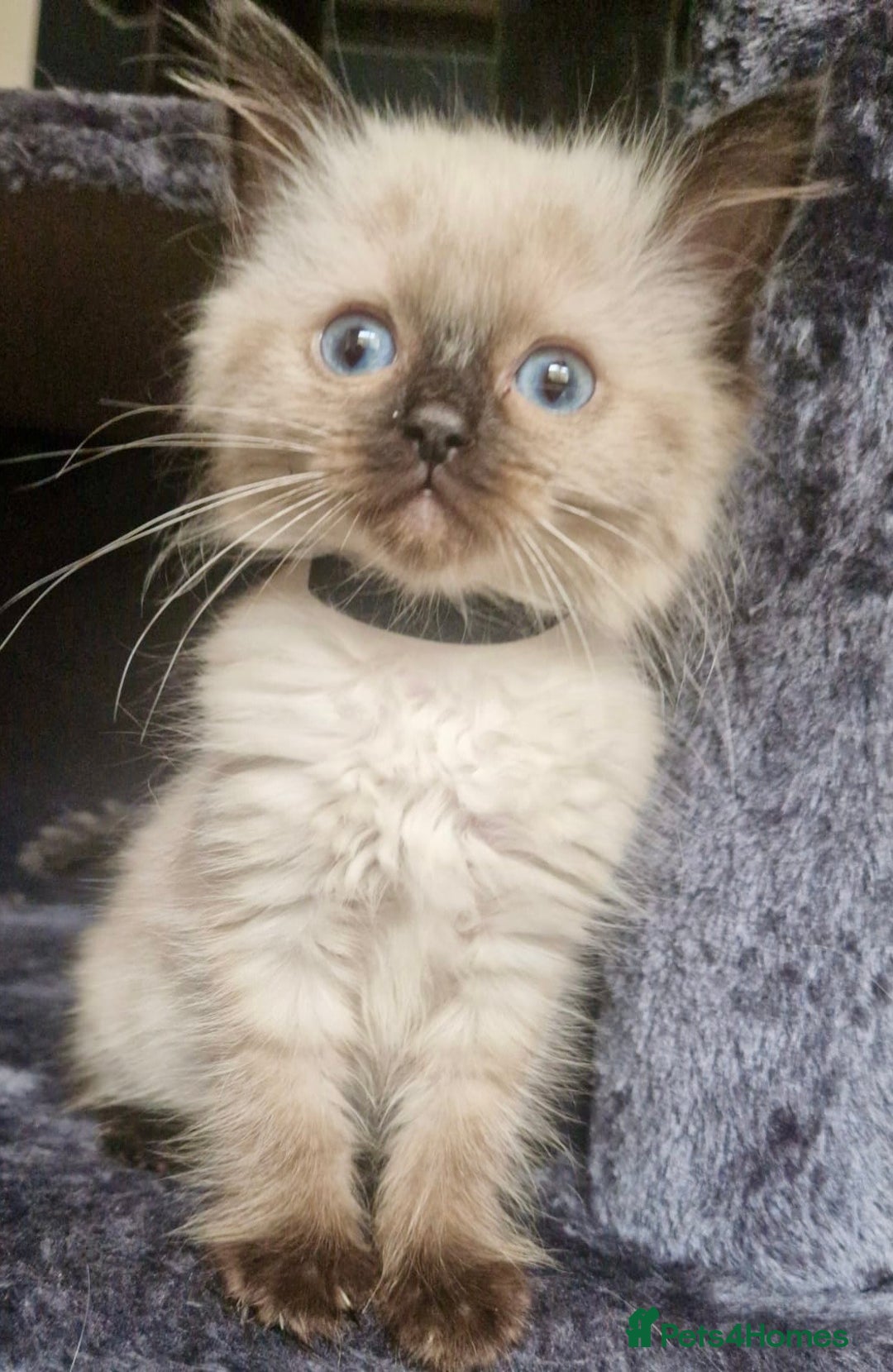 Ragdoll cats for sale:  FIFe Registered Ragdoll Kittens Champion Line - Image 11
