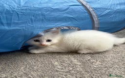 Mixed Breed cats for sale: White fluffy kittens for sale  - Image 9