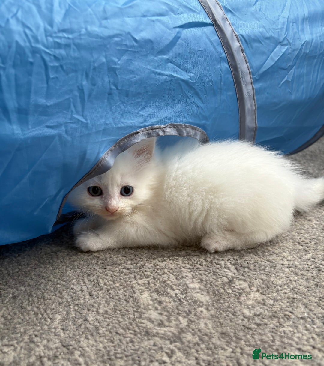 Mixed Breed cats for sale: White fluffy kittens for sale  - Image 9