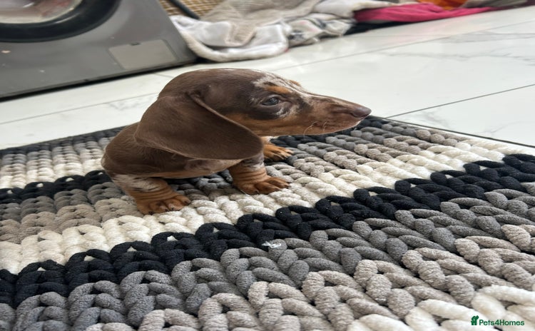 Miniature Dachshund dogs in Dudley - Advert 17