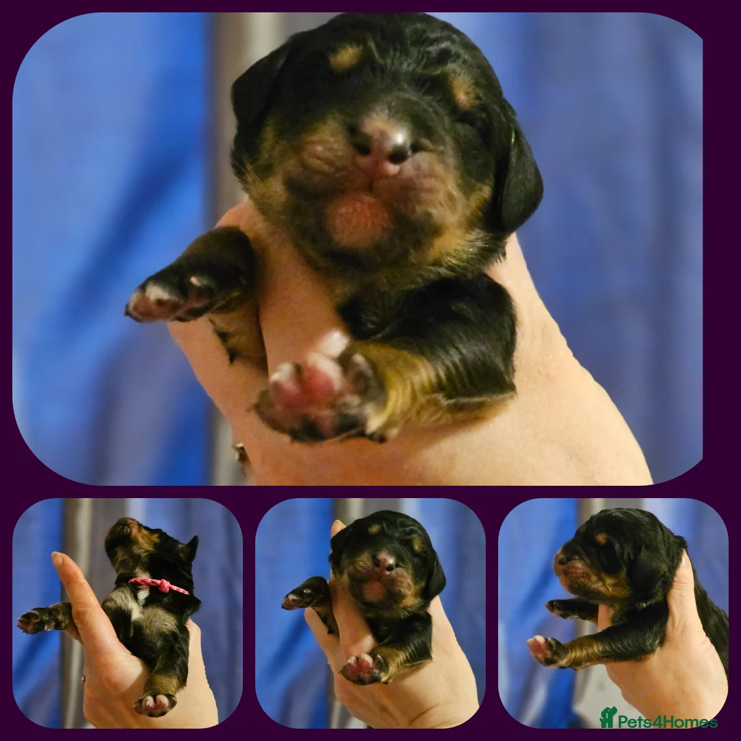 Bernedoodle dogs for sale: All currently reserved! Quality F1Bernedoodle pups - Advert 29