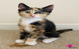 Domestic Shorthair cats for sale: Ragdoll Cross X DSH - Image 2