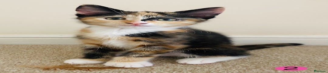 Female Kitten 2 