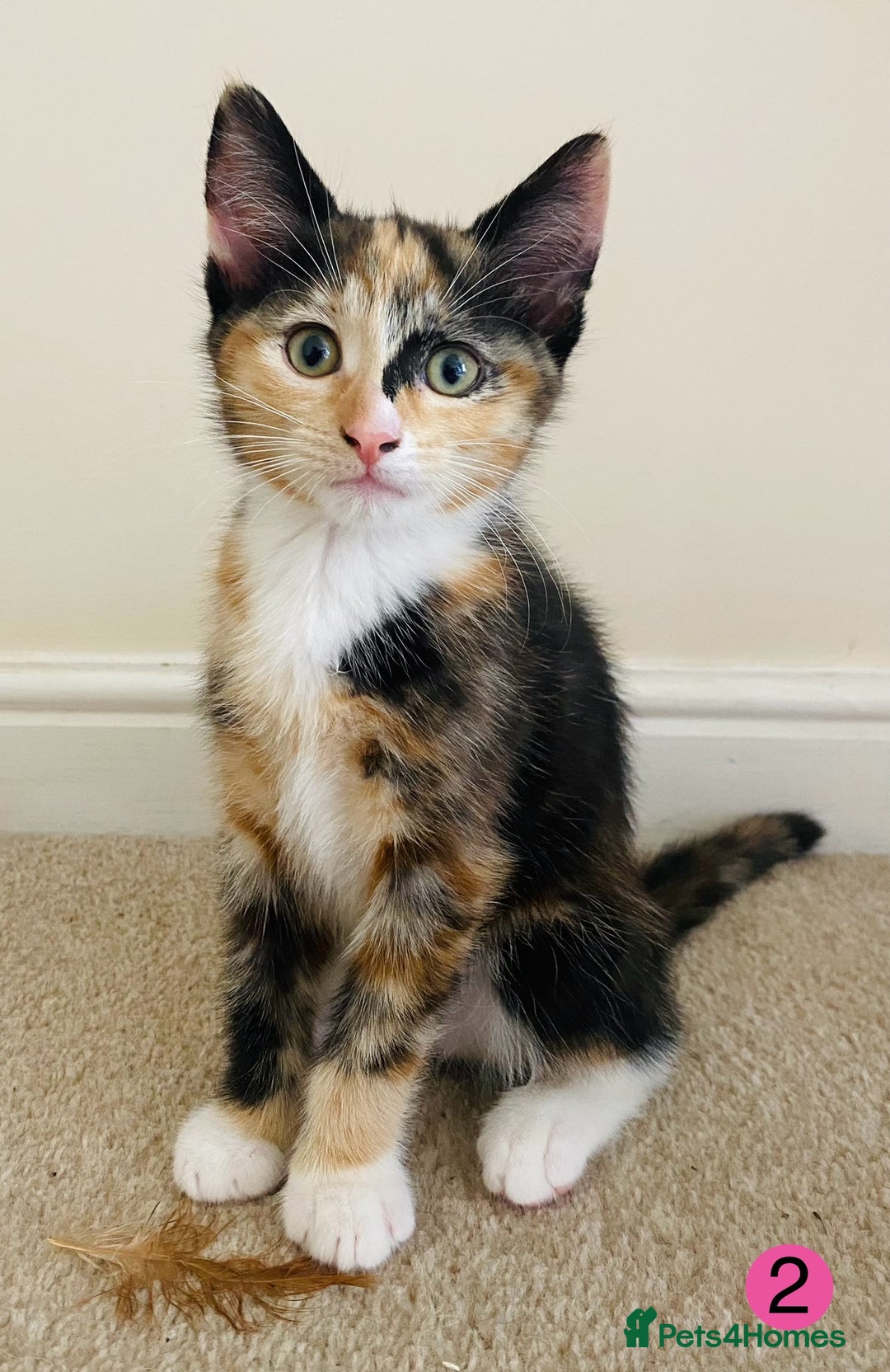 Domestic Shorthair cats for sale: Ragdoll Cross X DSH - Image 2