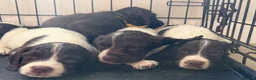 English Springer Spaniel dogs for sale: Springer spaniel puppies  - Advert 6