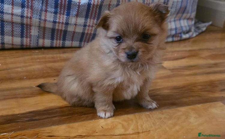 Pomeranian dogs - Advert 3