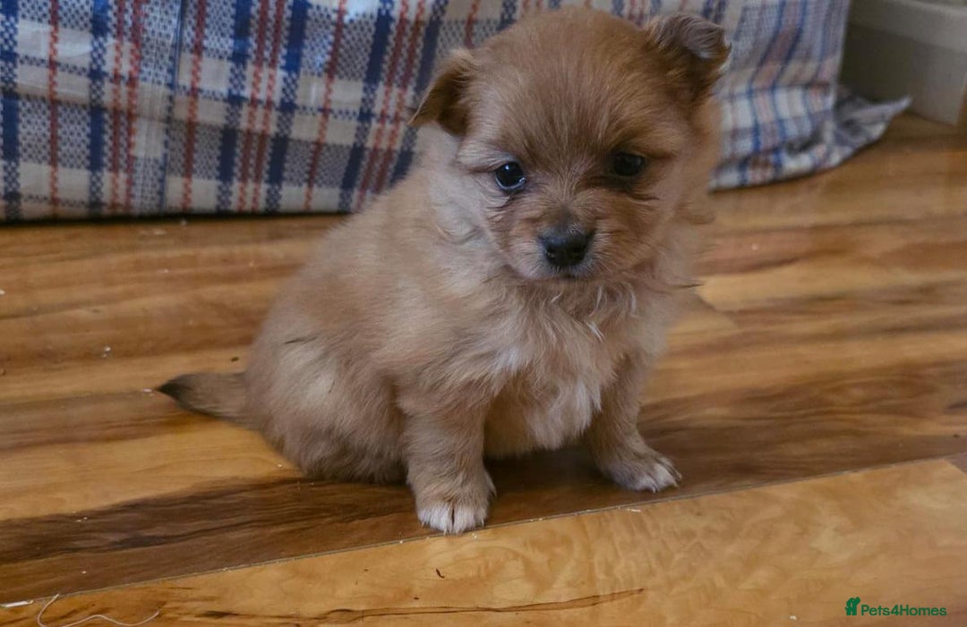 Pomeranian dogs for sale: Pomeranian Puppies - Image 1