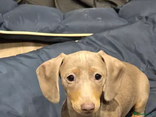 Miniature Dachshund dogs KC Miniature Shorthaired Dachshund! - Advert 4