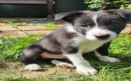 Border Collie dogs for sale: Only 1 Beautiful Border Collie Puppy left  - Image 36