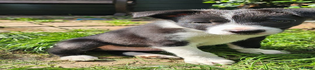 Border Collie Puppy 2