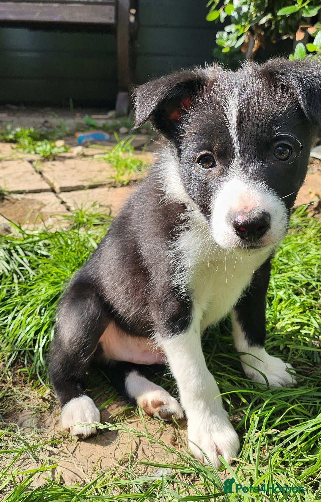 Border Collie dogs for sale: Only 1 Beautiful Border Collie Puppy left  - Image 36